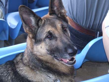 hund2